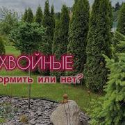 Хвойные кормить или нет В саду 13 06 2026