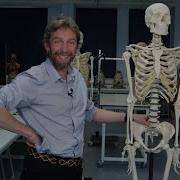 Skeletal Anatomy Introduction
