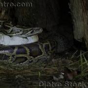Python Vs Turtle 05 Mirrored