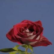Red Rose Flower Opening Time Lapse