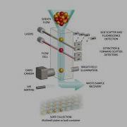 COPAS VISION FLOW CELL SORTING ANIMATION