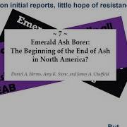 Lingering Ash Trees Are There EAB Resistant Ash Trees