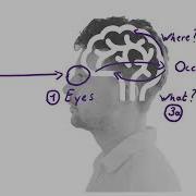 Steps In Visual Processing