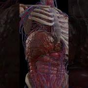 Cirrhosis Liver Under Siege 3dmodel Meded Anatomy