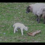 The Lost Lamb