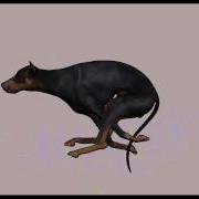 Dog Rig Animation Test