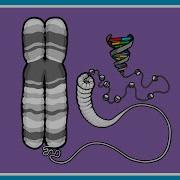 What Is A Chromosome