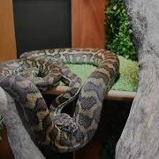Custom Made Coastal Carpet Python Enclosure Setup