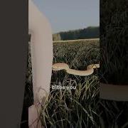 What To Do If A Snake Bites You