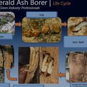 Urban EAB Planning