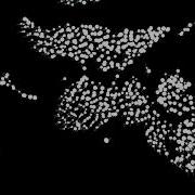 Algorithm Visualized Flocking Simulation