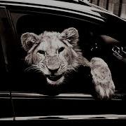MACAN Kiliana Спокойной ночи
