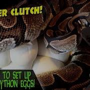 HOW TO SETUP BALL PYTHON EGGS