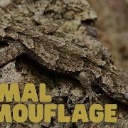 Animal Camouflage Learn How Animals Can Blend In With Their Environments
