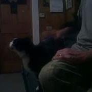Cat Abuse AVI