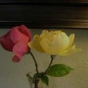 Time Lapse Flowers Roses Life And Death