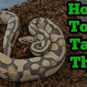 Defensive Ball Python S How To Tame Them