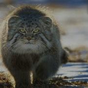 World S Grumpiest Cat I Frozen Planet II I BBC