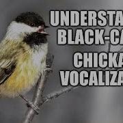 Vocalizations Of Black Capped Chickadees