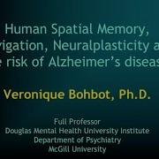 Human Spatial Memory Navigation Neuralplasticity And The Risk Of AD
