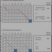 Example Pairwise Sequence Alignment Dynamic Programming