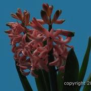 Time Lapse Of A Hyacinth Blooming And Wilting