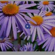 Non Jquery Carousel Beautiful Themes
