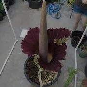 ESF Corpse Flower Bloom Timelapse TOP VIEW