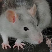 Rat The Best Pet Mammal