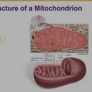 Human Biology Cell Structure And Function Part 4 Cell Organelles