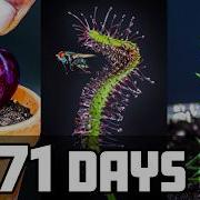 I Grew These 10 Plants For 1 171 Days Time Lapse Compilation