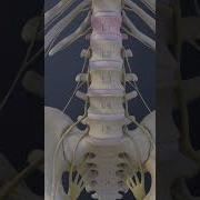 Lumbar Nerve Anatomy