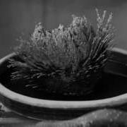 Rose Of Jericho Time Lapse