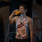 Inside Your Body After You Drink Juice 3D Parasite View 3D Educational Animation