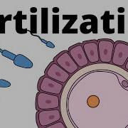 Fertilization Explained Sperm And Egg Fusion
