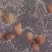 Pac Man Living Robots Capable Of Self Replication