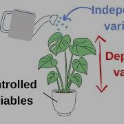 Independent Dependent And Controlled Variables