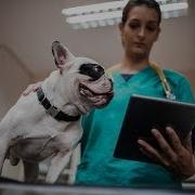 VCA Boosts Innovation With Microsoft