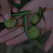 OSTRICH FERN Fiddlehead Identification Taste And Preparation Matteuccia Struthiopteris