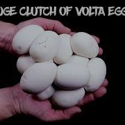 My Volta Ball Python Laid A Huge Clutch Of Eggs