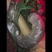 100 DIAMOND PYTHON SHEDDING