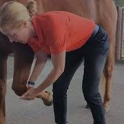 Musculoskeletal Examination Of The Forelimb Of The Horse