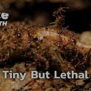 Inside The Deadly Fire Ant Invasion SLICE EARTH FULL DOC