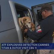 ATF Explosives Detection Canines Visit CBS 11