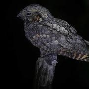 After Dark The Nightlife Of The Nocturnal Nightjar