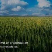 Grain PowerPoint Template By PoweredTemplate Com