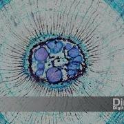 Amazing Dino Lite Science Microscopy