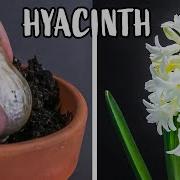 Growing Hyacinth Flower From Bulb Time Lapse 121 Days