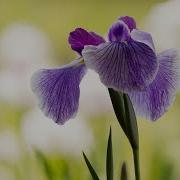 Iris Flower Classification Machine Learning Basic Project Using Python
