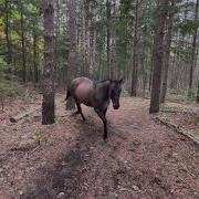 Horse Kicks Tree Farts On Dogs Then Runs Away